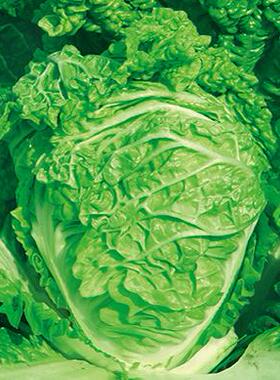 皱叶麻叶火锅菜种子无筋大白菜高产耐寒春夏秋大白菜种孑四季菜籽