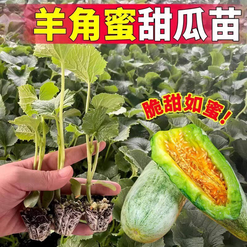 羊角蜜甜瓜苗冰糖甜瓜瓜苗超甜薄皮早熟甜瓜种子冰糖子香瓜苗盆栽