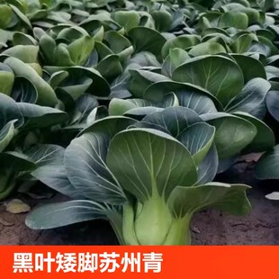 黑叶矮脚苏州青种子黑大头油菜种子肉厚小青菜种籽四季 多年生种植