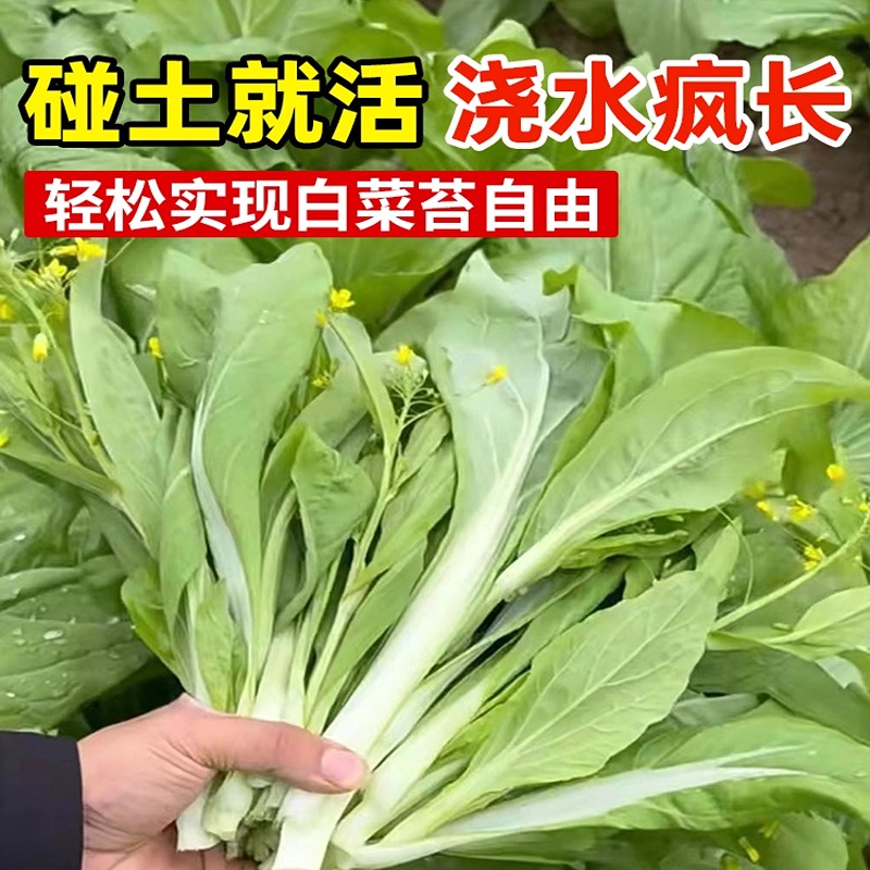 白菜苔菜种籽四季广东菜心种籽