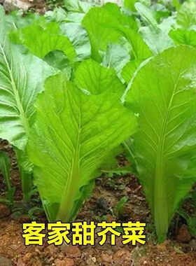 芥菜种子甜竹芥菜一年四季种植