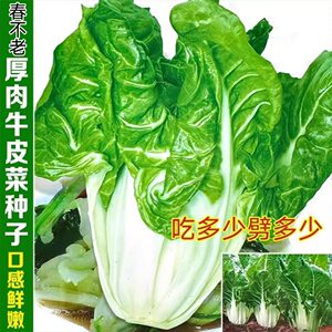 白梗大叶牛皮菜种子四季春夏秋