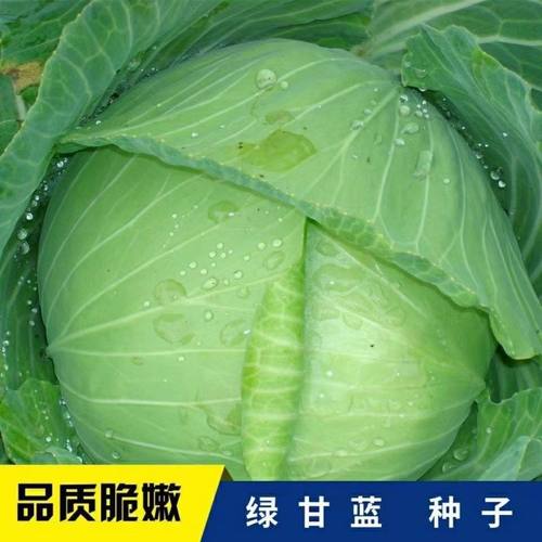 绿甘蓝种子高产四季播种包心卷心