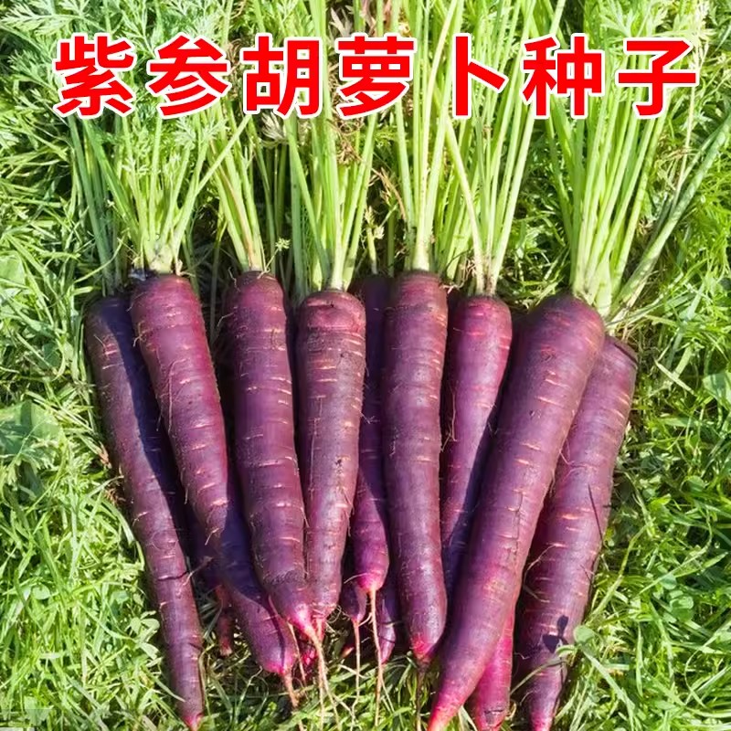 紫色胡萝卜种子孑紫黑色水果胡罗卜菜籽庭院阳台盆栽四季蔬菜种籽