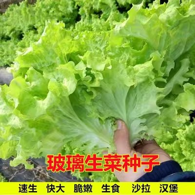 玻璃生菜种子四季春播大速生菜籽