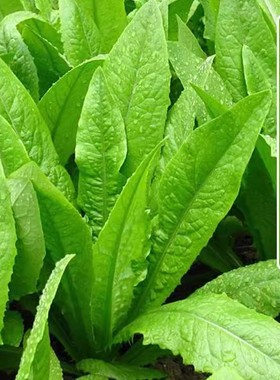 油麦菜种子四季易种青菜种籽好菜籽盆栽籽种菜苗秧苗春秋种孑米香