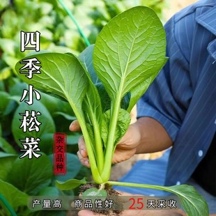 小菘菜种子四季 播青菜种籽油菜小白菜籽农家阳台盆栽蔬菜种孑菜籽