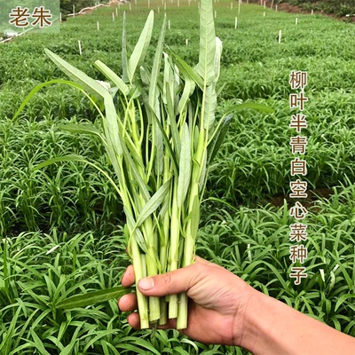 老朱原装泰国引种三叉空心菜种子
