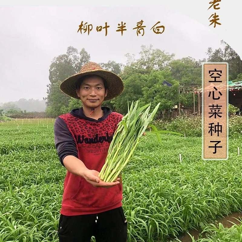 老朱推荐原装空心菜种子