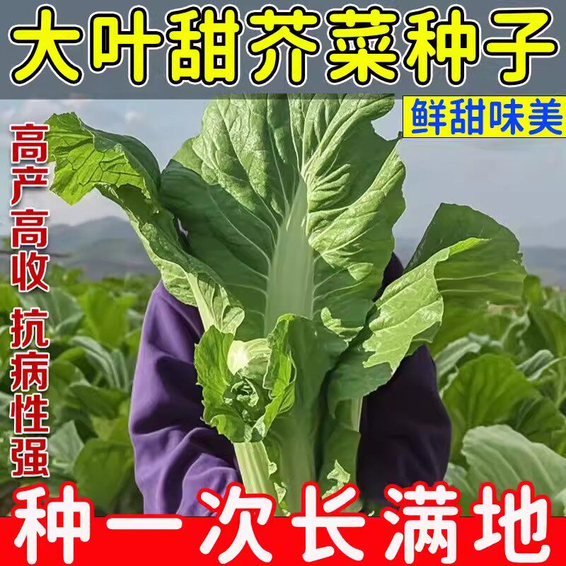 四季客家甜芥菜种子大田菜园叶子菜青菜阳台大叶青菜蔬菜种子大全