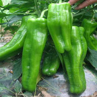 正宗薄皮泡椒种子微辣皮薄脆嫩杂交辣椒种籽苏椒早熟大果皱皮籽种