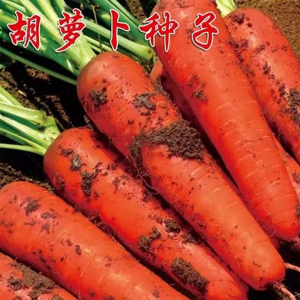 红胡萝卜种子高产农家甜樱桃水果萝卜种籽夏秋季庭院种植蔬菜种孑