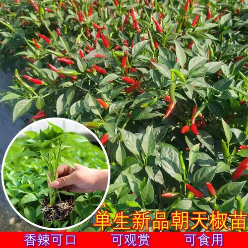 特辣朝天椒苗基地直发对版盆栽