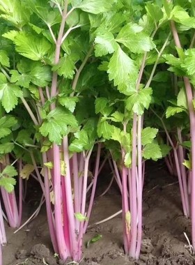 四季红香芹种籽家庭菜园阳台盆栽紫白芹红芹菜叶绿香味浓郁蔬菜种
