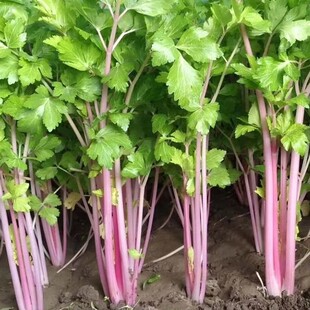 红香芹种籽家庭菜园阳台盆栽紫白芹红芹菜叶绿香味浓郁蔬菜种 四季