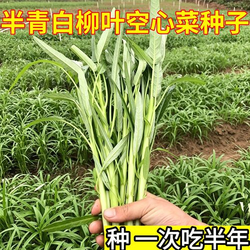 反季种植热卖空心菜种子大全