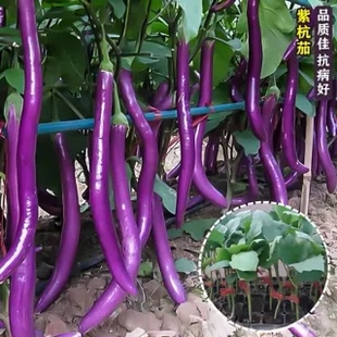紫线茄子种子杭茄一号紫红长茄苗高产抗病春季阳台盆栽嫁接菜苗