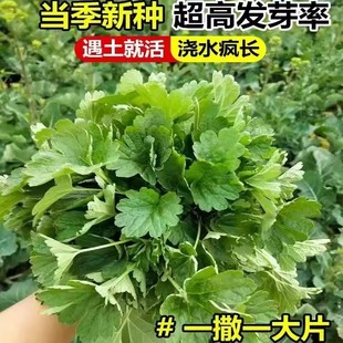 益母草种籽子盆栽可食用中药材中草药种植秧苗四季蔬菜种子孑大全