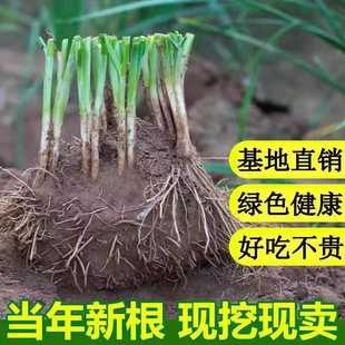 韭菜根苗小葉紫根現(xiàn)挖韭菜根種四季 新鮮韭菜籽種子 包郵 寬葉韭菜根