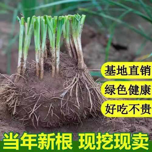 韭菜根苗现挖基地直发