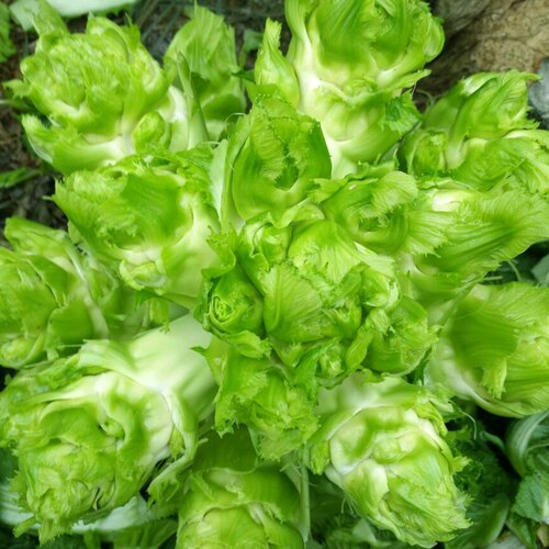 四川儿菜四季四季农家蔬菜种子
