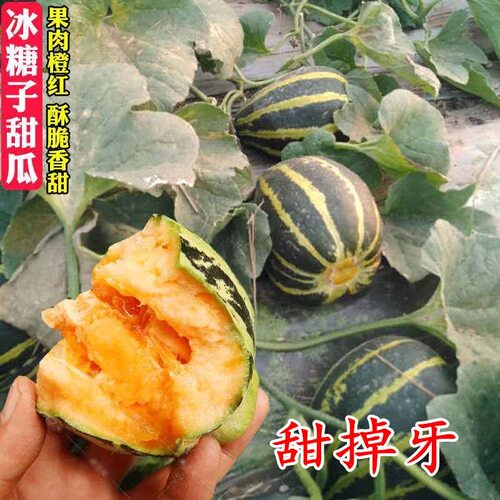 甜掉牙甜瓜种子阳台盆栽四季早熟