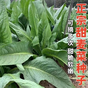 高州大叶甜唛菜种苦麦菜大田种植生长抗病高产耐寒四季耐热多次收