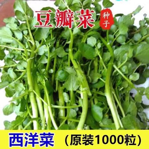 广东西洋菜种籽四季种子南方豆瓣菜秋季蔬菜种孑阳台青菜水培菜籽