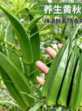 黄秋葵蔬菜种子红秋葵种籽春秋播种高产耐热耐旱阳台盆栽大田种孑