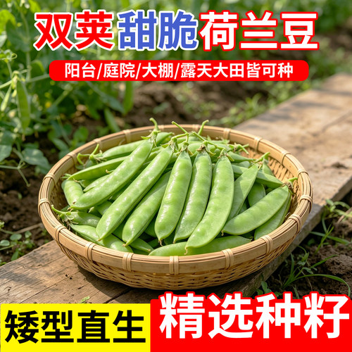 矮生甜脆荷兰豆种子早熟高产抗病