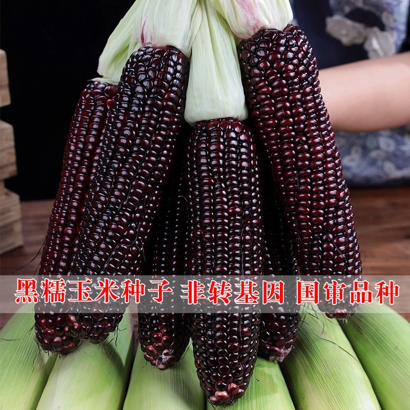 黑甜糯玉米种子非转基因四季种植