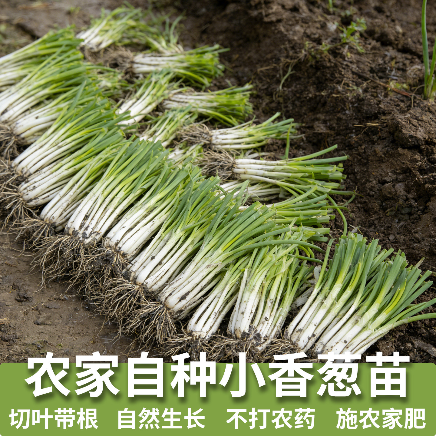 分葱种苗带根带香葱四季盆栽