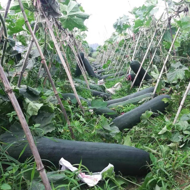 巨型黑皮冬瓜种子节瓜种子大大型种高产大冬瓜四季春天盆栽蔬菜种