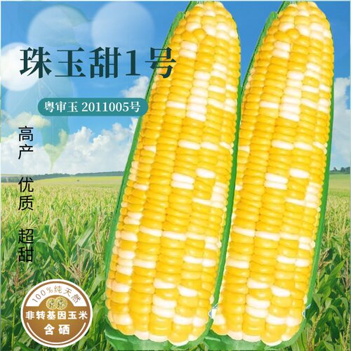 金银栗玉米种子双色高产大棒