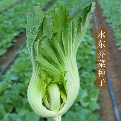 包心甜芥大哈厚肉芥菜子大全