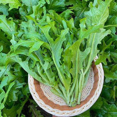 甜脆沙拉菜种子花叶甜油麦菜种籽