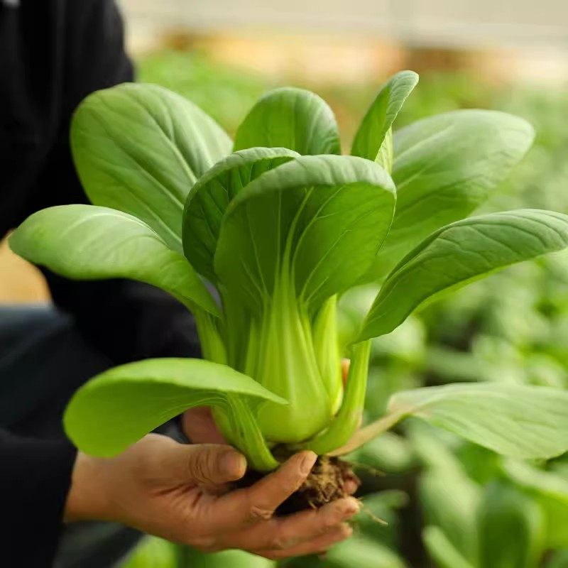 苏州青种子小青菜种籽上海青四季阳台盆栽蔬菜种子好种易活青梗菜,鲜花速递/花卉仿真/绿植园艺,家庭园艺种子,淘宝优惠券,粉丝福利购,淘宝优惠卷