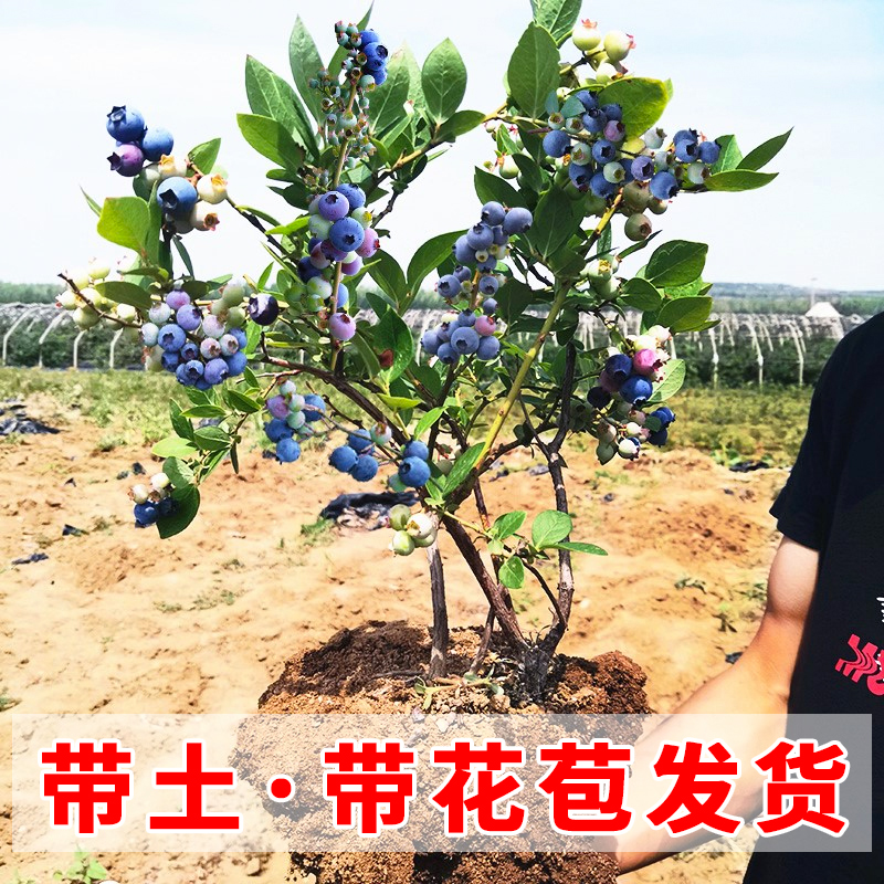 蓝莓树果苗带果蓝莓苗盆栽果树苗当年结果南北方种植兔眼特大阳台