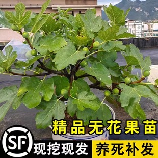 无花果树果苗波姬红特大果带果矮化盆栽四季 南方北方当年结果带土