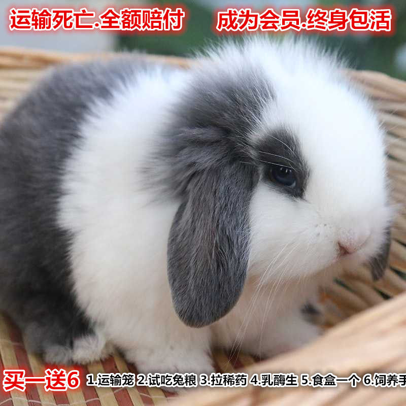 茶杯兔怎么叫,茶杯兔存在吗,茶杯兔叫什么名字_大山谷图库