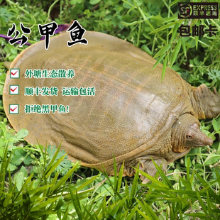 公甲鱼鲜活外塘甲鱼王八老鳖中华鳖团鱼水鱼青黄背甲鱼马蹄甲包活