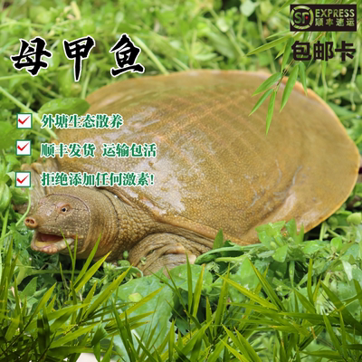 顺丰包邮青黄背大甲鱼死亡包赔