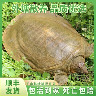 1~5斤顺丰包邮外塘青黄背甲鱼潢川马蹄甲鲜活甲鱼老鳖团鱼中华鳖