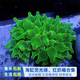 海葵软体珊瑚荧光绿奶嘴红奶嘴地毯葵紫点白葵海水缸 鱼乐生活