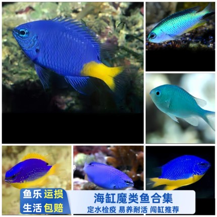 【鱼乐生活】海水鱼黄尾蓝魔黄尾黄肚魔青魔小型鱼易养海水缸试水