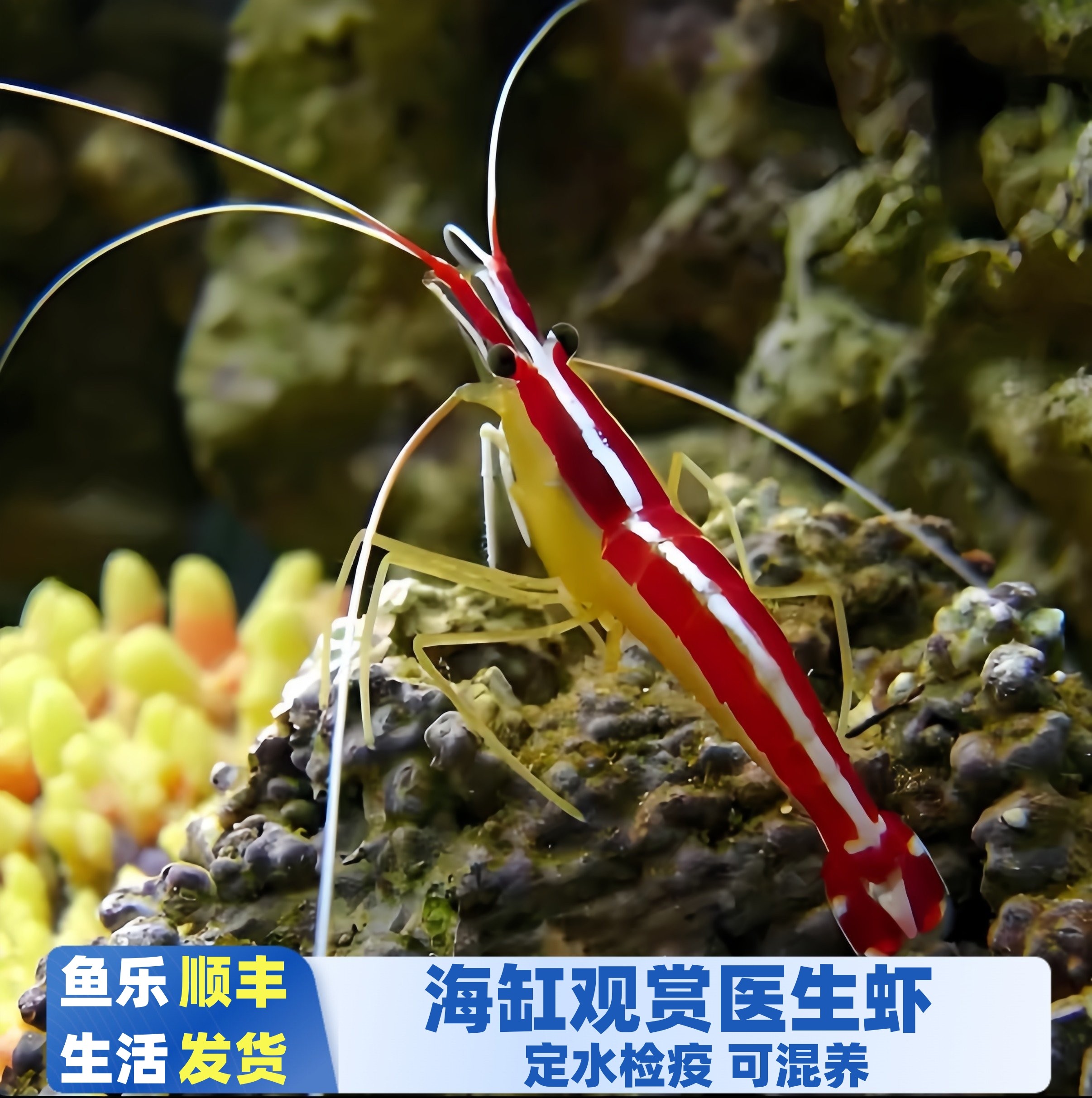 【鱼乐生活】医生虾海水观赏虾易养耐活新手厦门渔场检疫秒颗养定