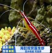 医生虾海水观赏虾易养耐活新手厦门渔场检疫秒颗养定 鱼乐生活