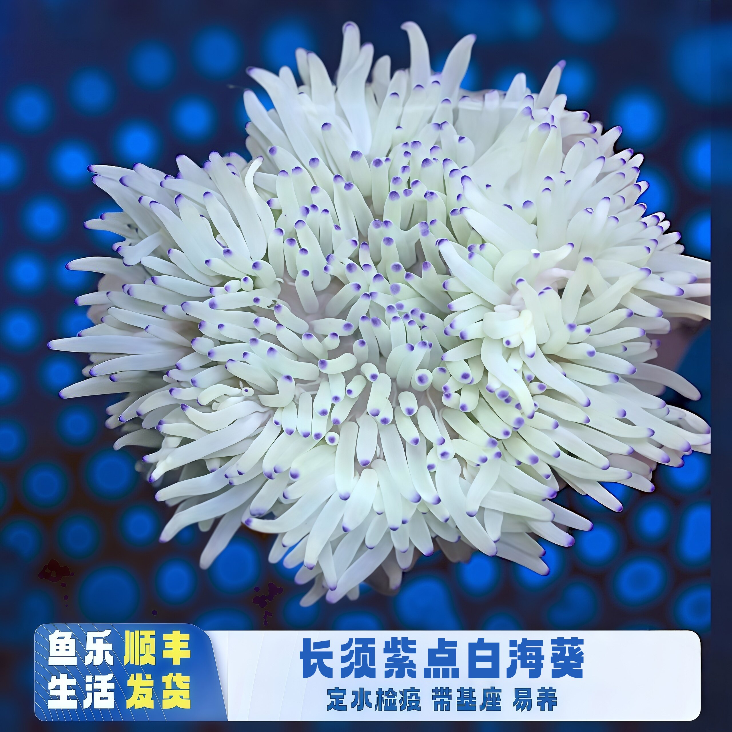 紫点长须白海葵小丑鱼共生易养