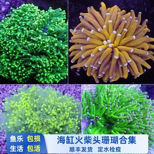鱼乐生活水族火柴头珊瑚飘逸软体