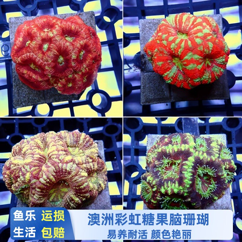 澳洲彩虹系糖果脑珊瑚软体海水缸活体造景新手易养观赏生物